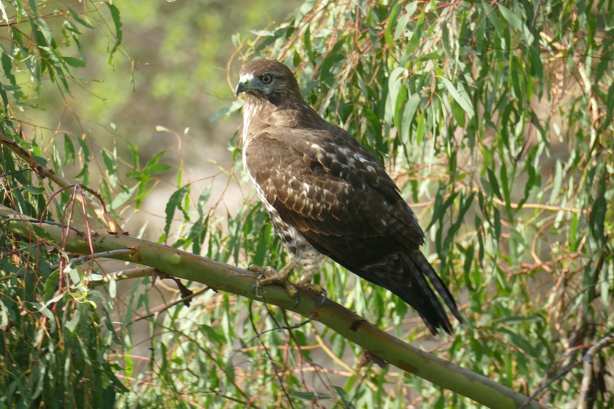 káně rudochvostá - ML642632686