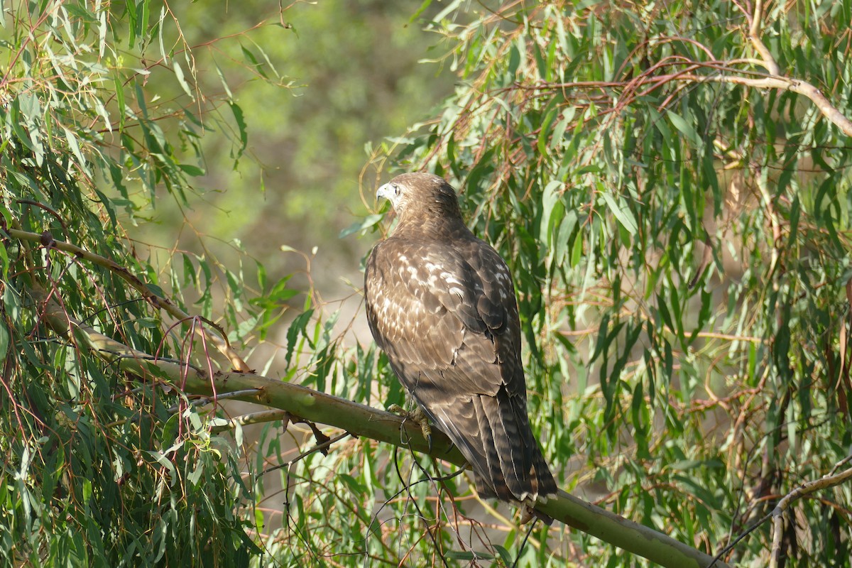 káně rudochvostá - ML642632692