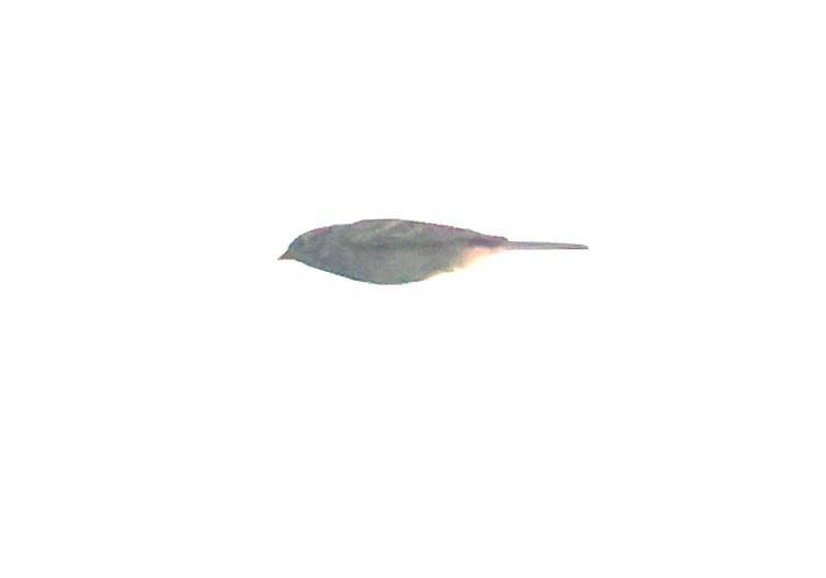 Chipping Sparrow - ML642632701