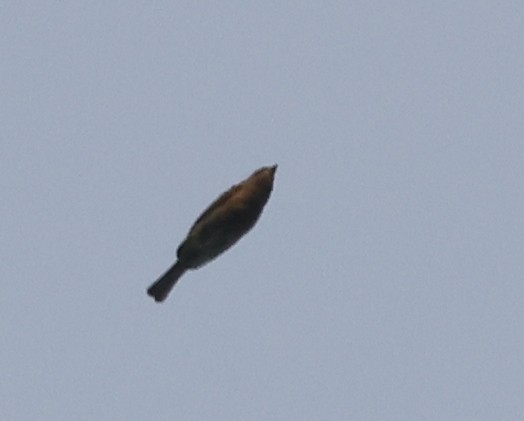 Indigo Bunting - ML642632707
