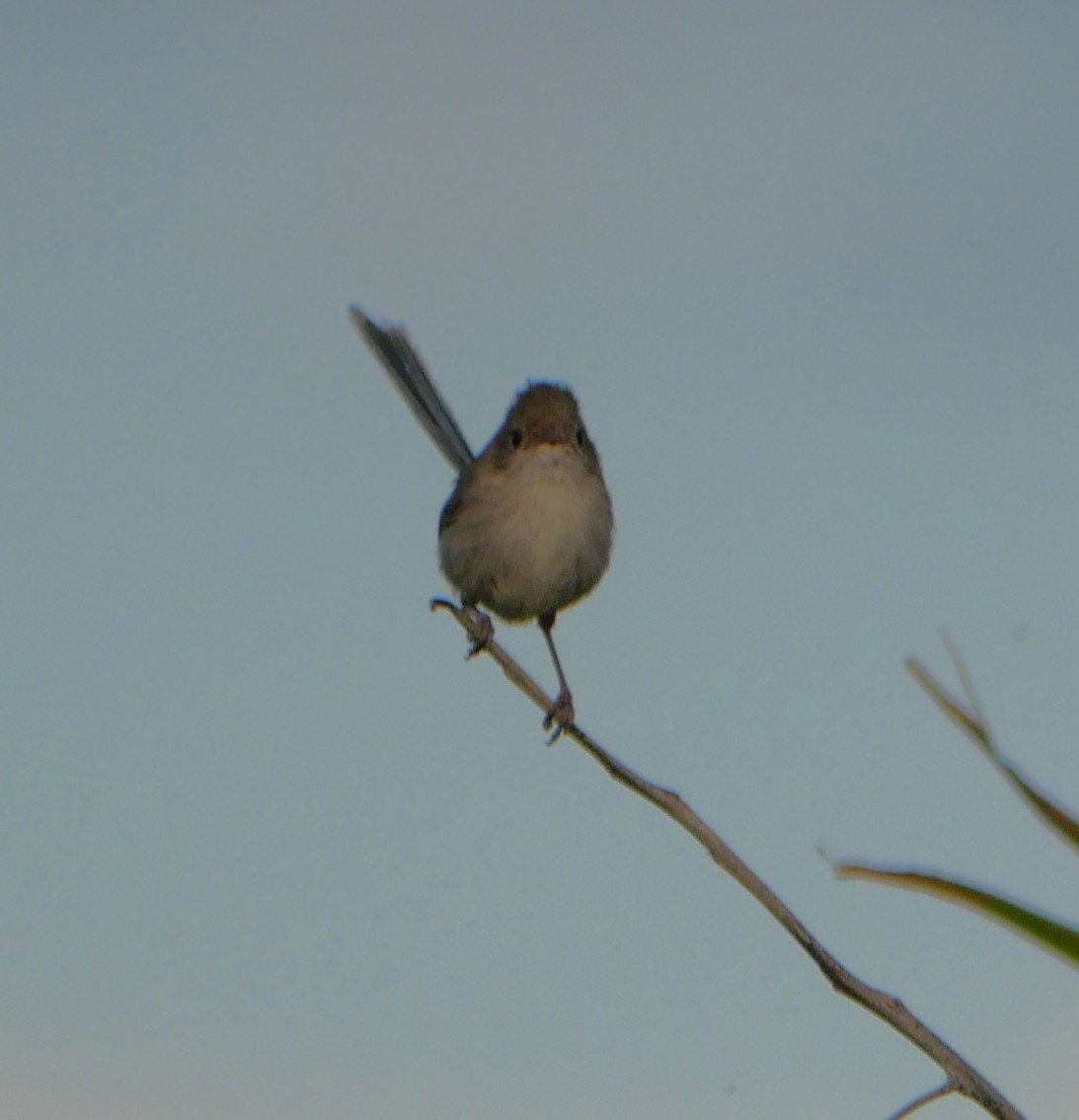 White-winged Fairywren - ML642632712