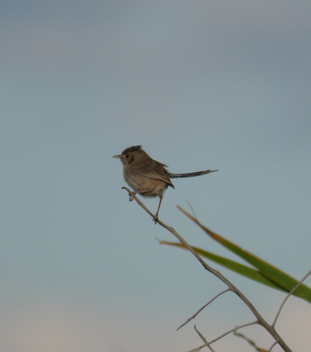 White-winged Fairywren - ML642632713