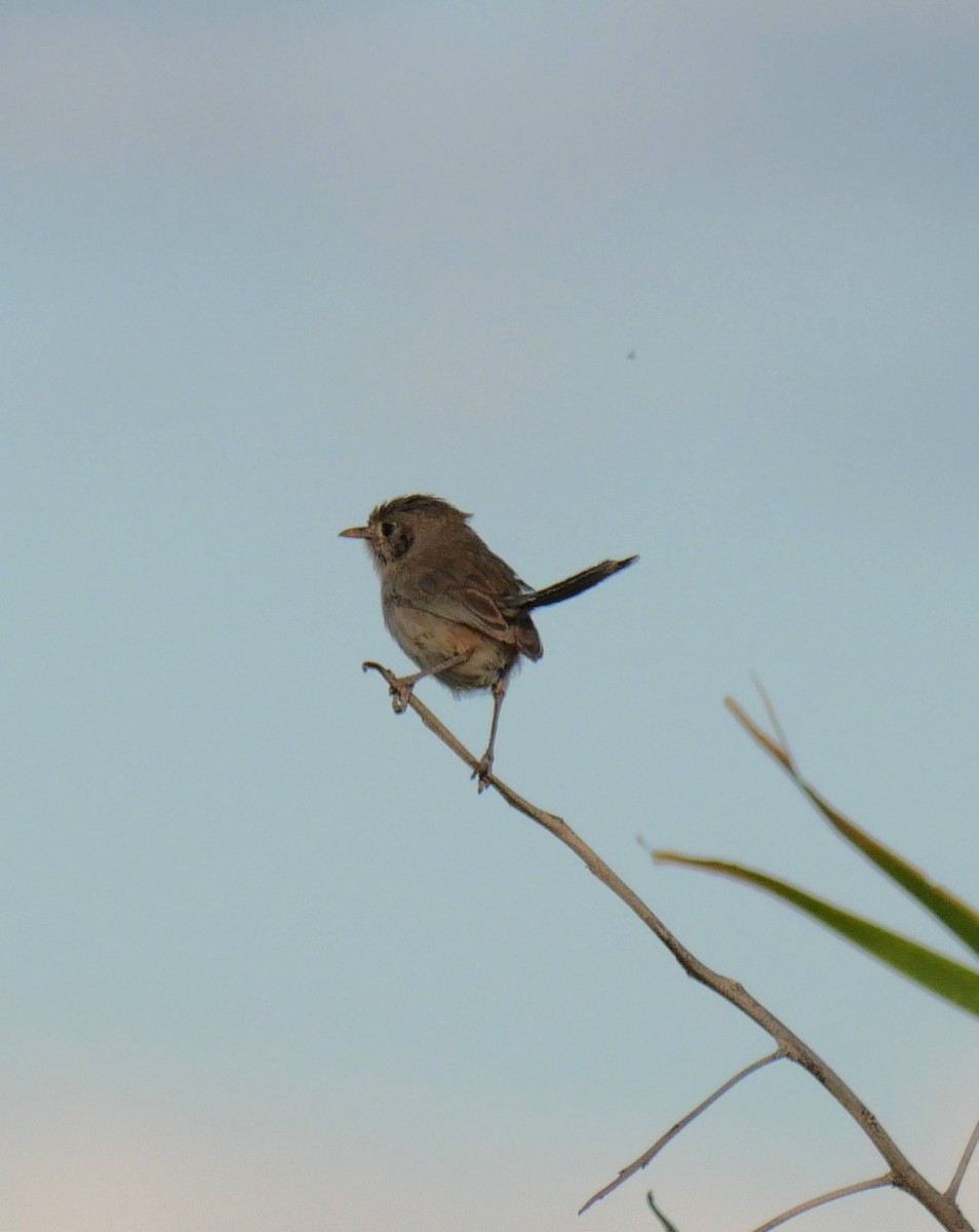 White-winged Fairywren - ML642632714