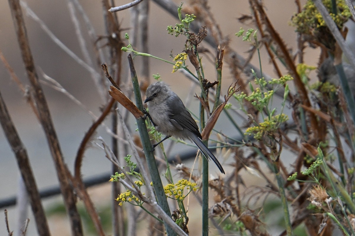 Bushtit - ML642632733
