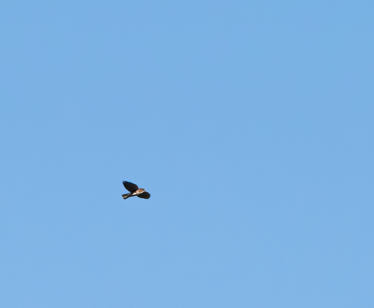 White-throated Hawk - ML642632755
