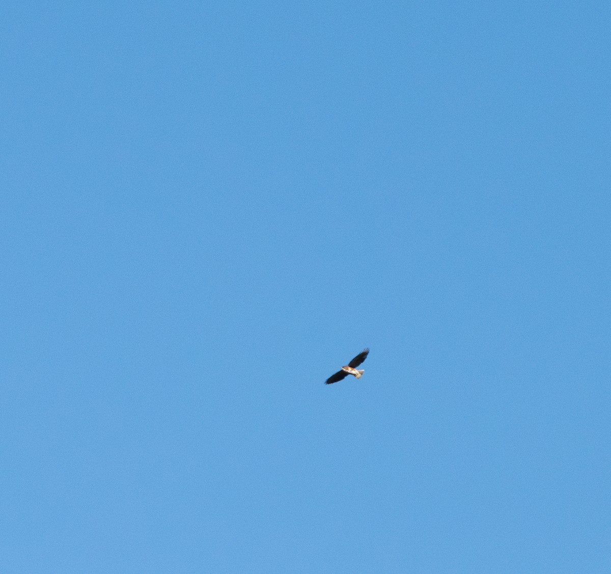 White-throated Hawk - ML642632756