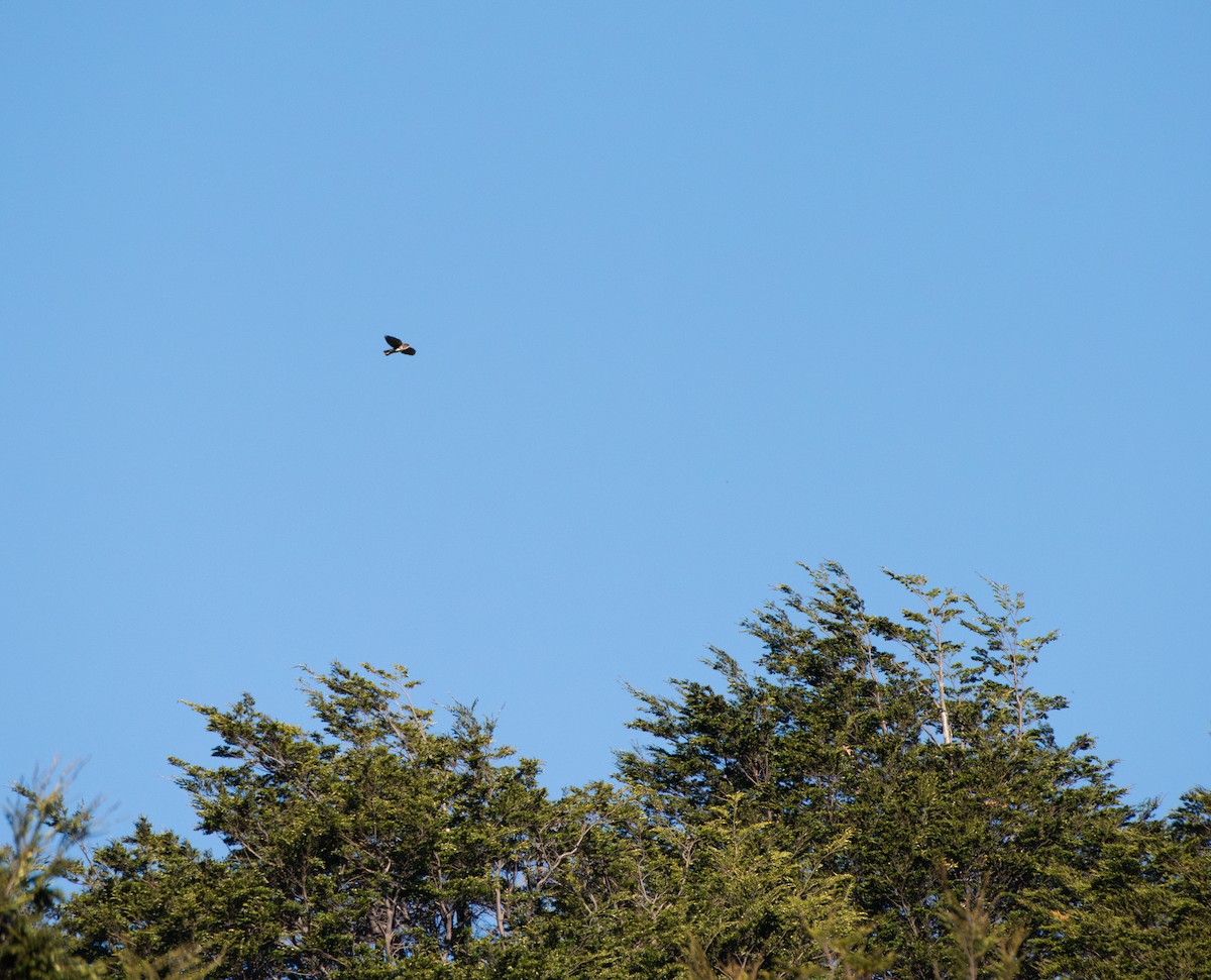 White-throated Hawk - ML642632758