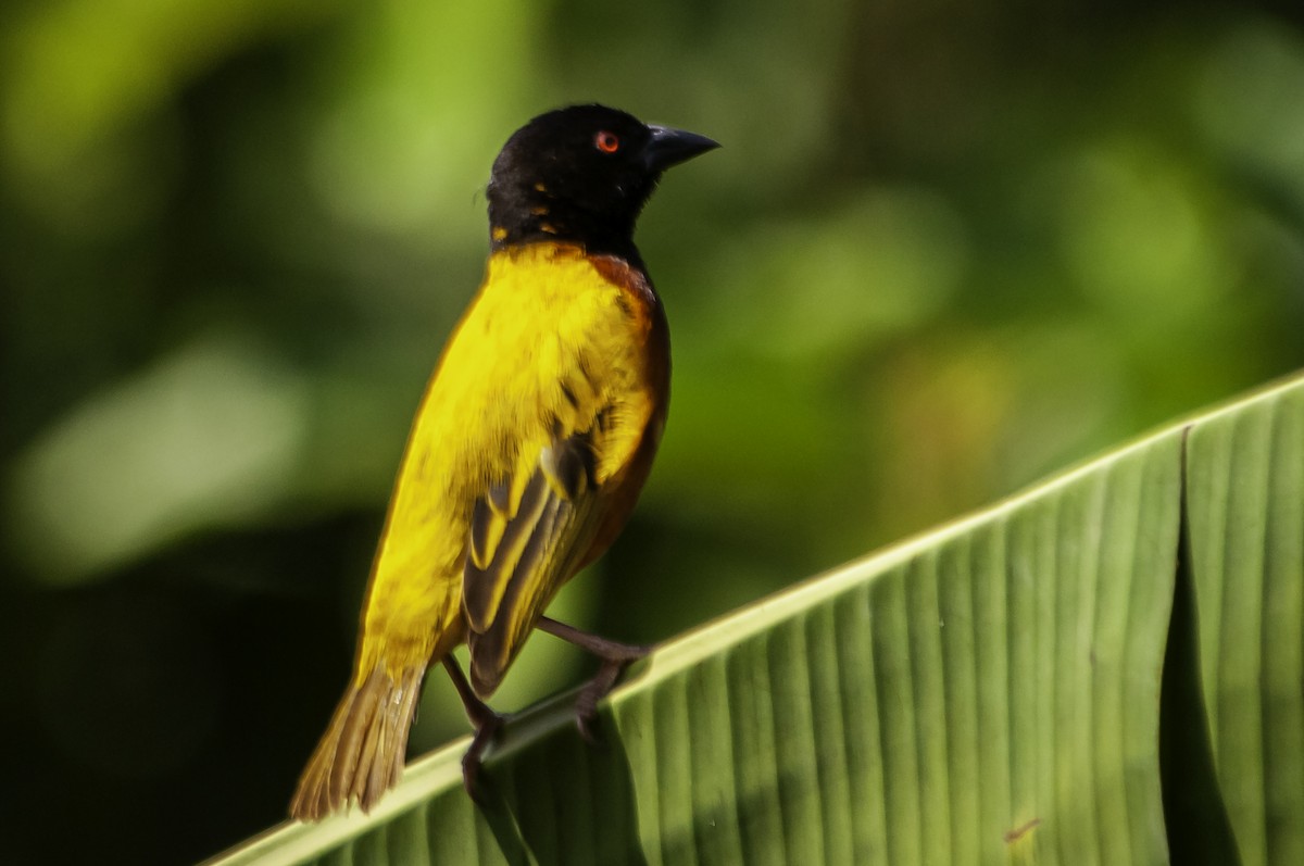 Golden-backed Weaver - ML642632765