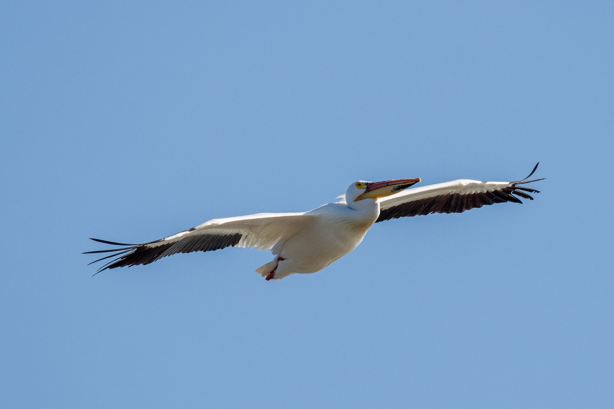 American White Pelican - ML642632773