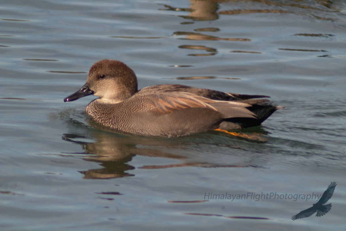 Gadwall - ML642632777