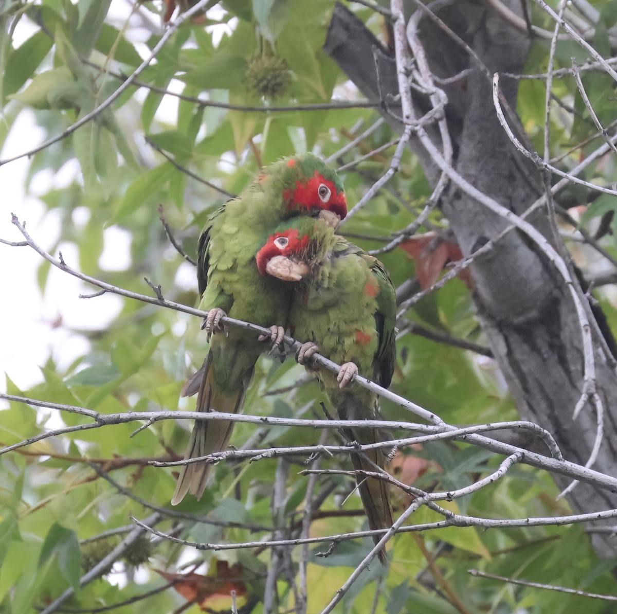 Mitred Parakeet - ML642632781