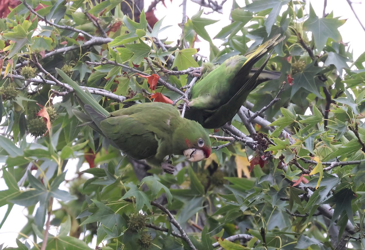 Mitred Parakeet - ML642632782