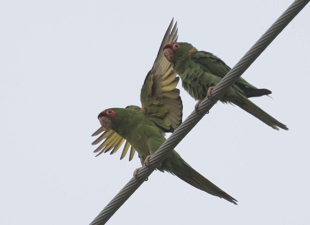 Mitred Parakeet - ML642632783