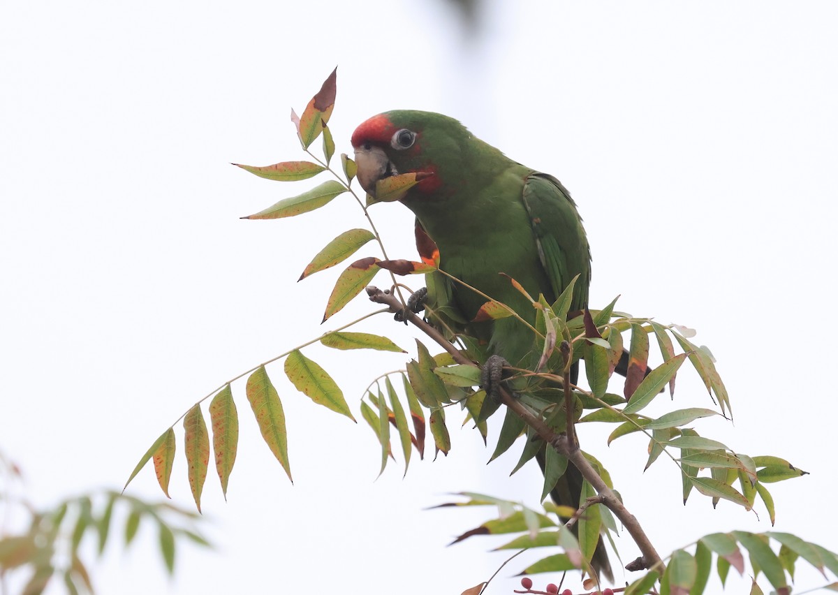 Mitred Parakeet - ML642632784