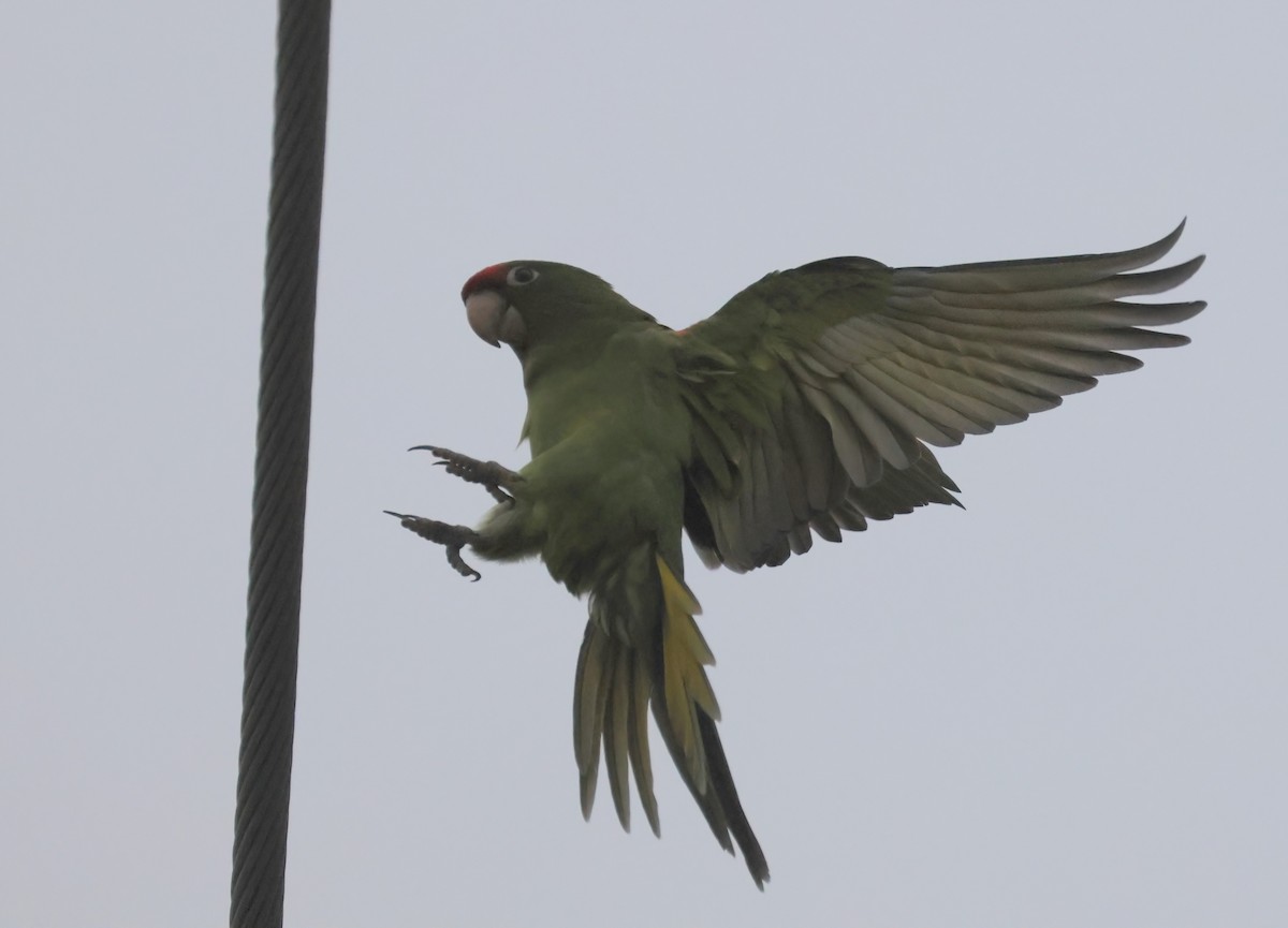 Mitred Parakeet - ML642632785