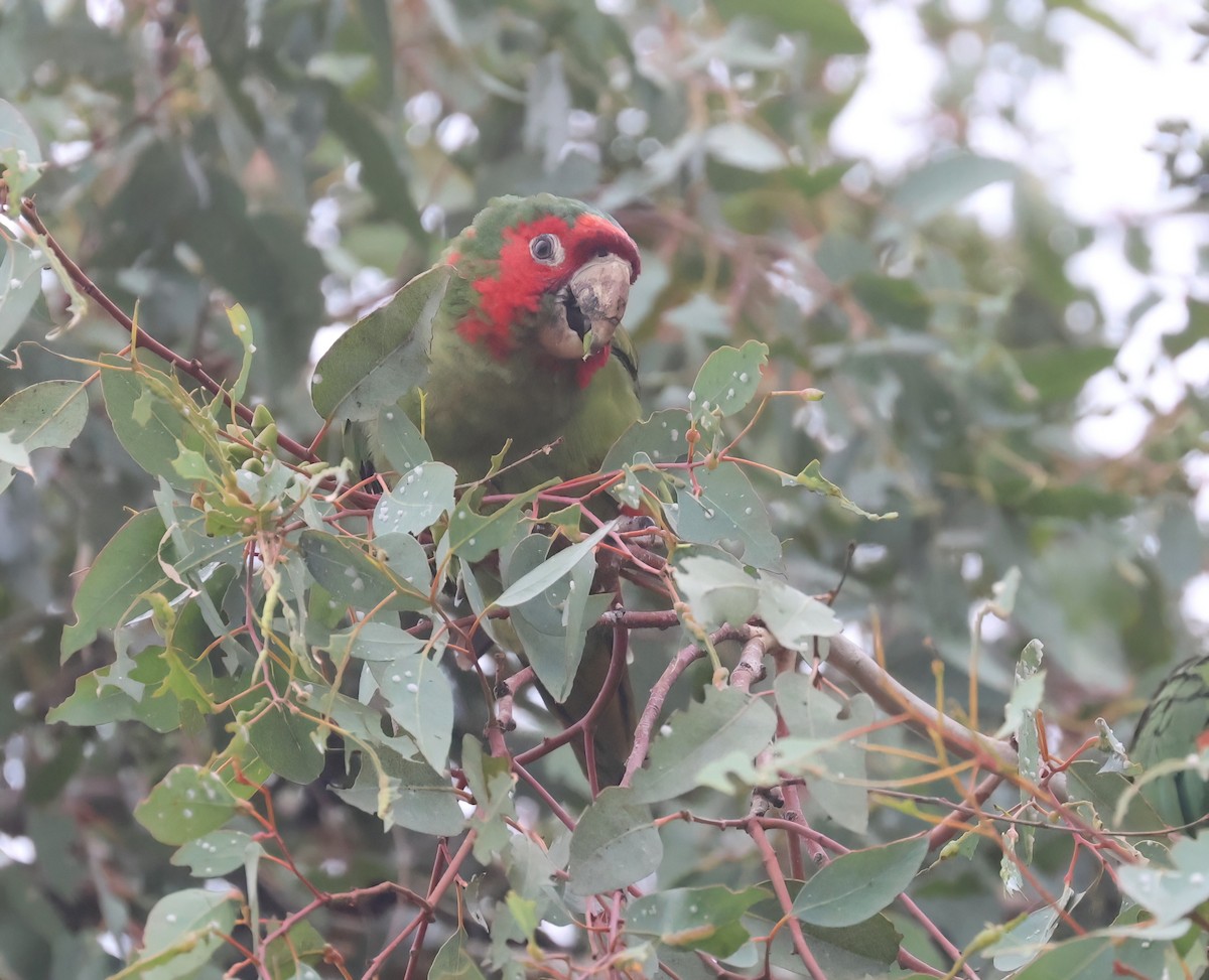 Mitred Parakeet - ML642632787