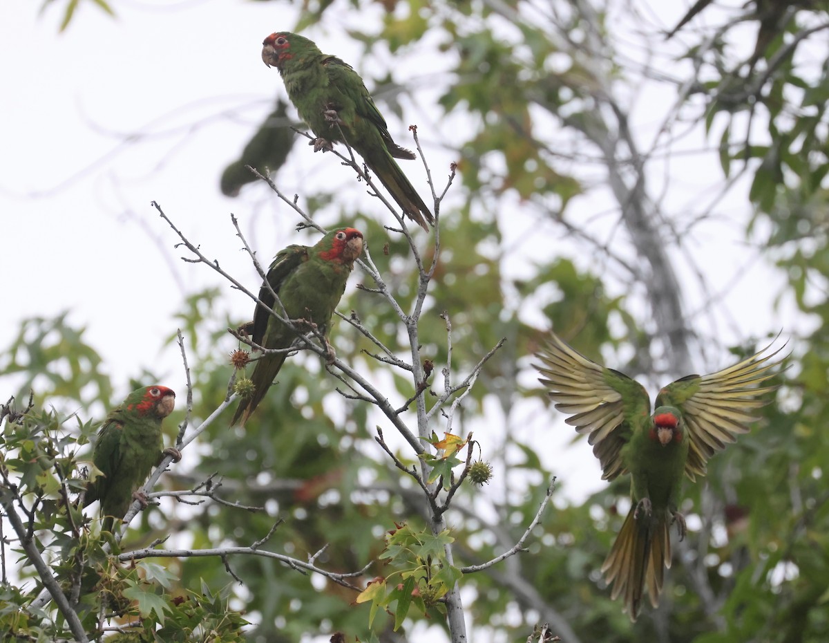Mitred Parakeet - ML642632789