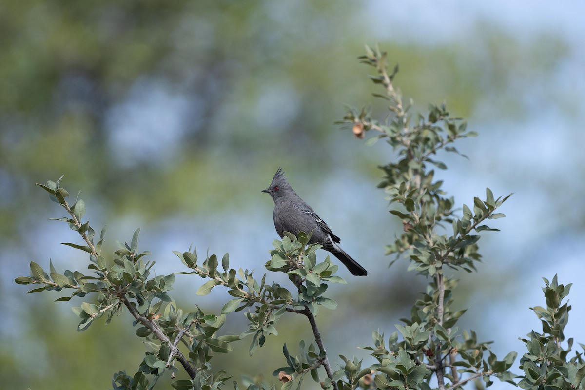 Phénopèple luisant - ML642632805