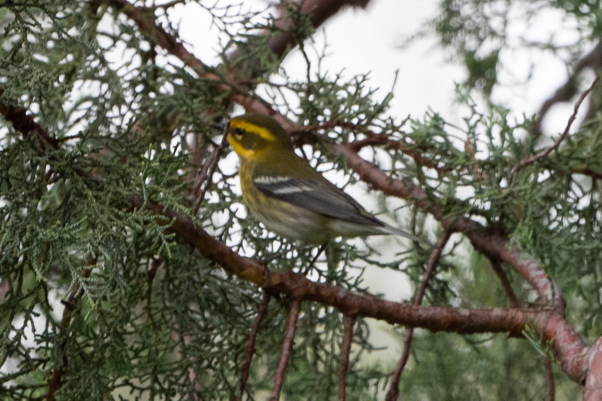 Townsend's Warbler - ML642632807