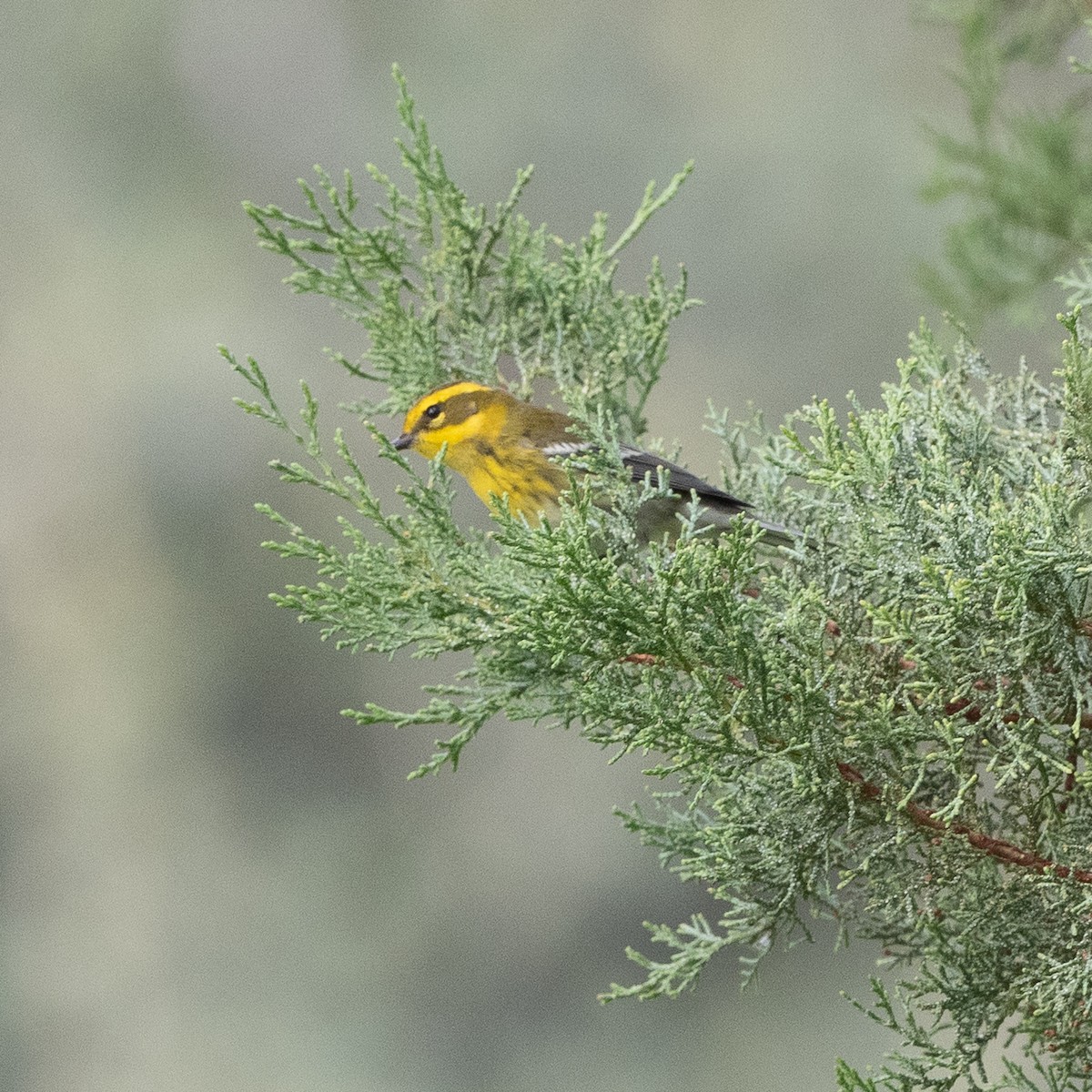 Townsend's Warbler - ML642632808