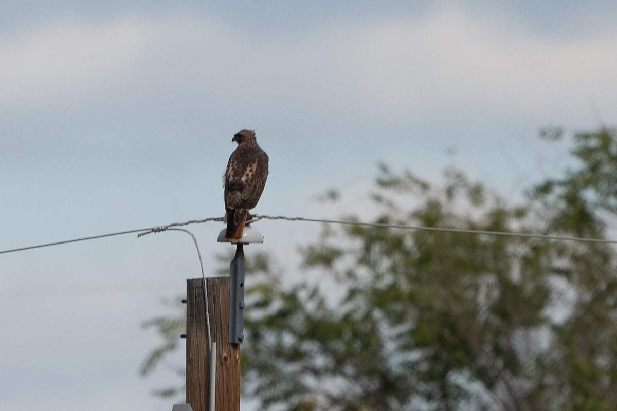 Zapelatz buztangorria - ML642632813