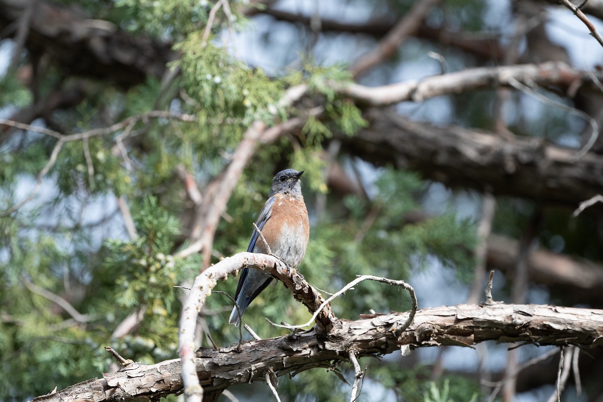 Western Bluebird - ML642632821