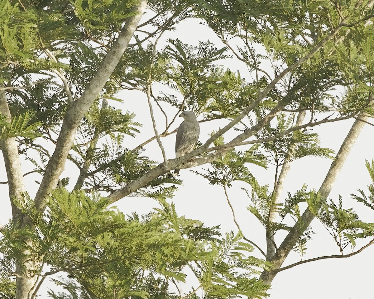 Gray-lined Hawk - ML642632828