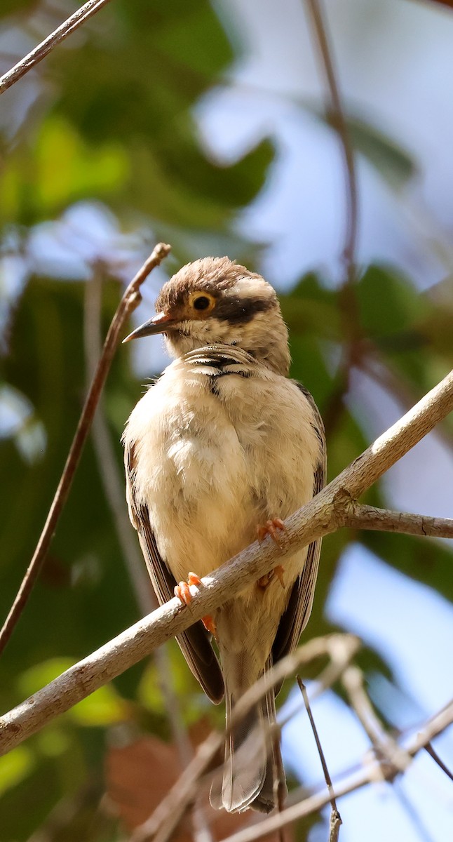 Brown-headed Honeyeater - ML642632838