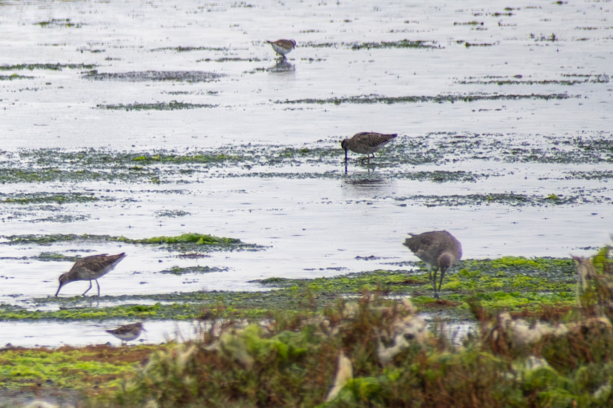 Short-billed Dowitcher - ML642632842