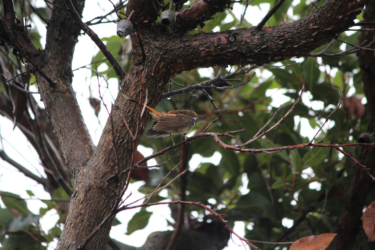 Australian Rufous Fantail - ML642632844