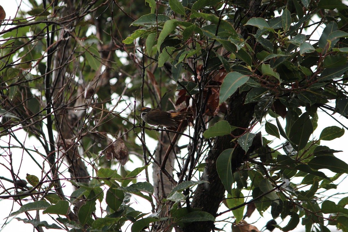 Australian Rufous Fantail - ML642632845