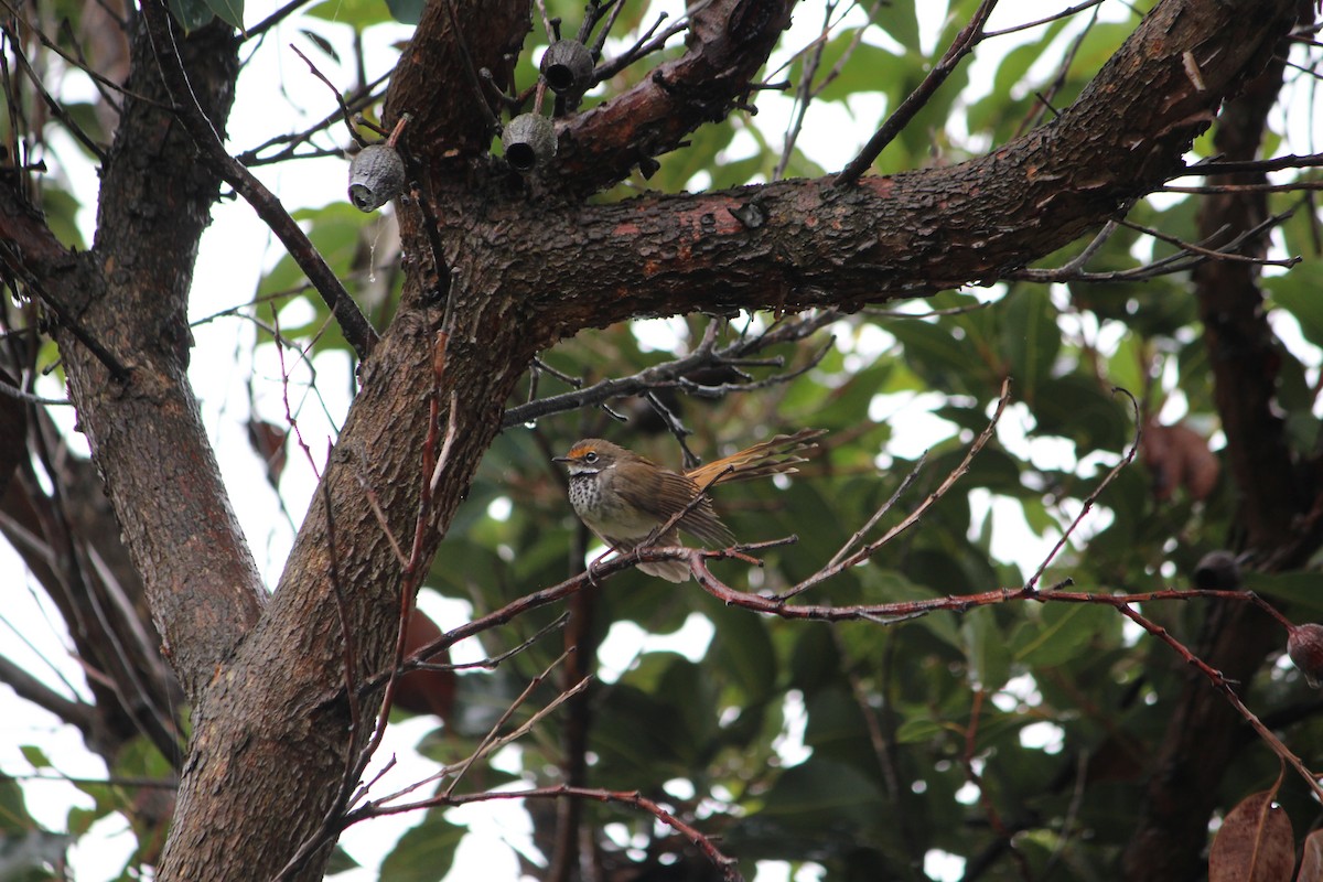 Australian Rufous Fantail - ML642632846