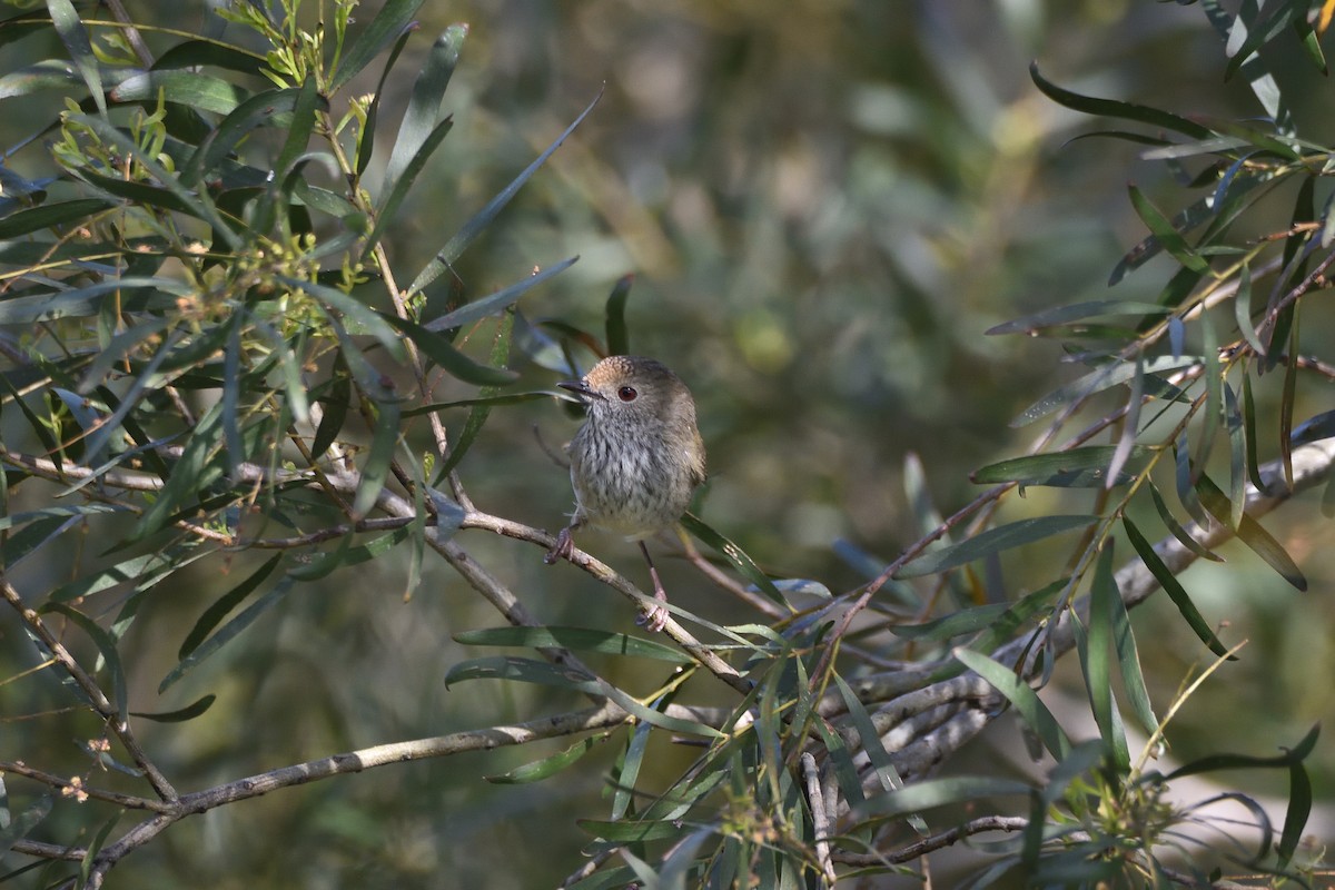 Brown Thornbill - ML642632848