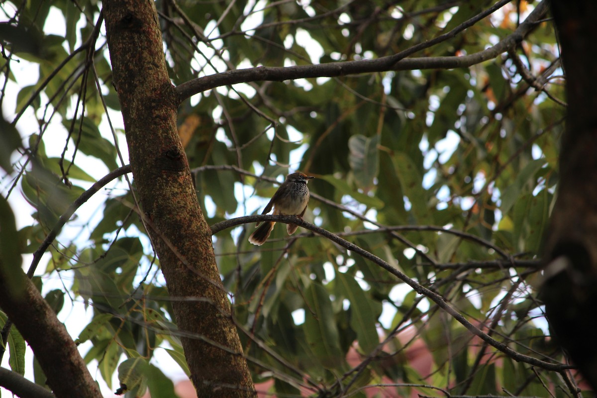 Australian Rufous Fantail - ML642632854