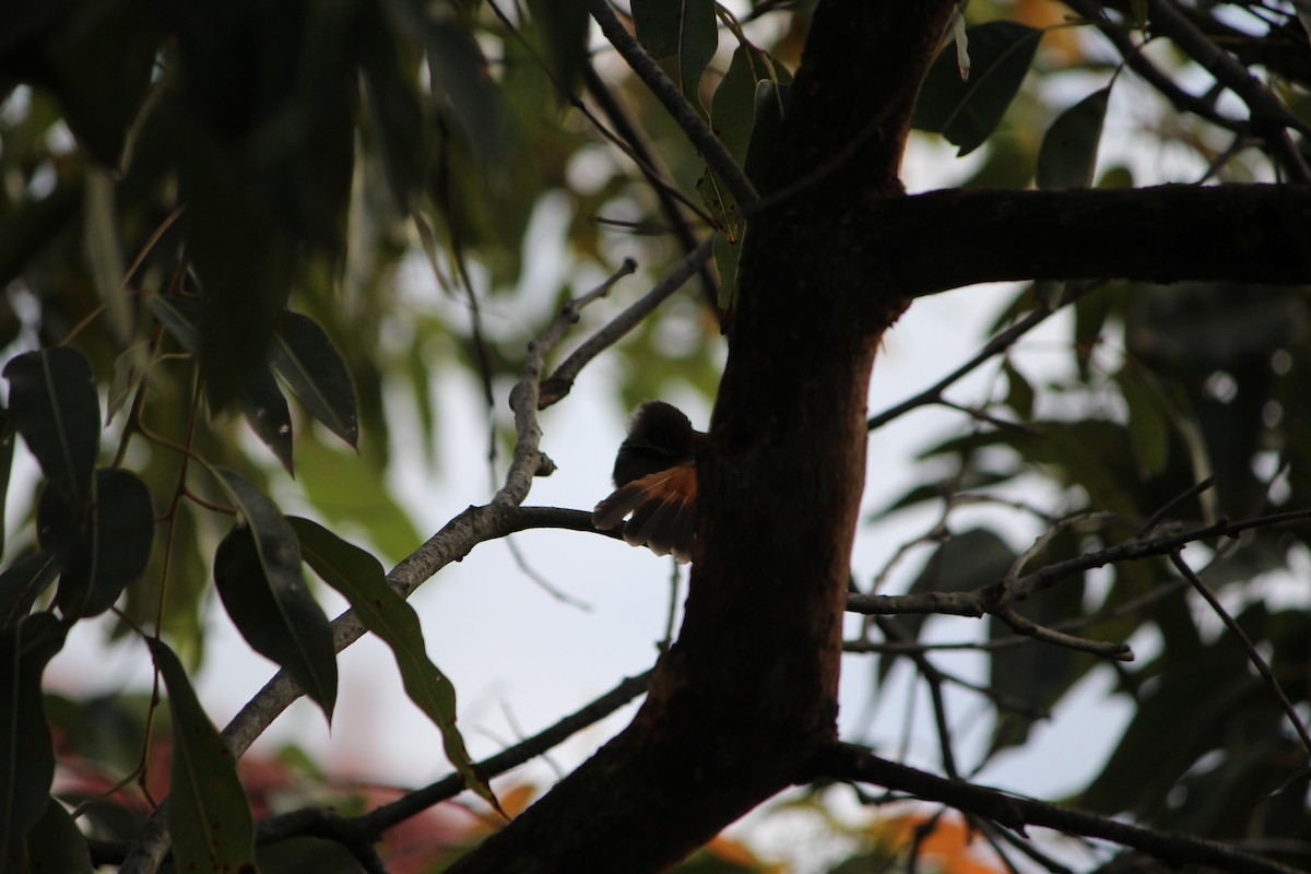 Australian Rufous Fantail - ML642632855