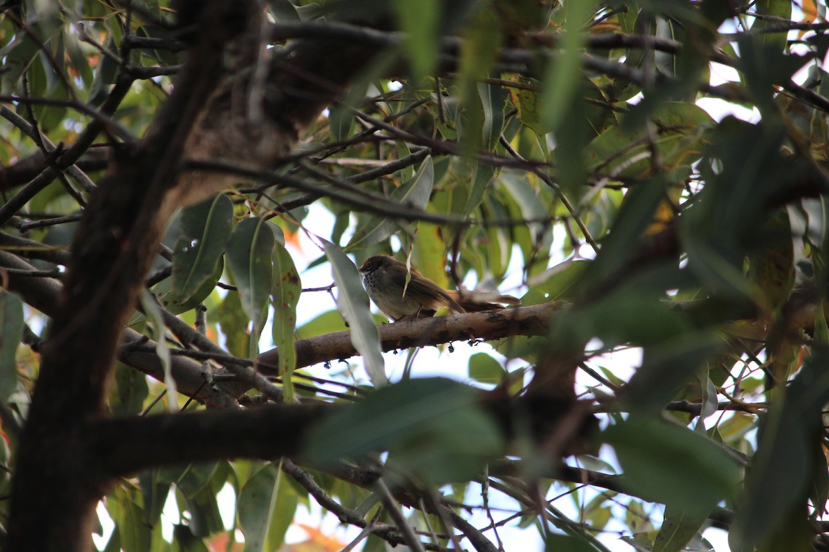 Australian Rufous Fantail - ML642632856