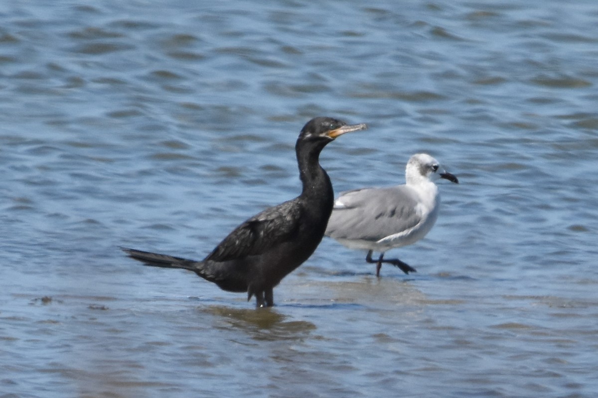 Neotropic Cormorant - ML642632865