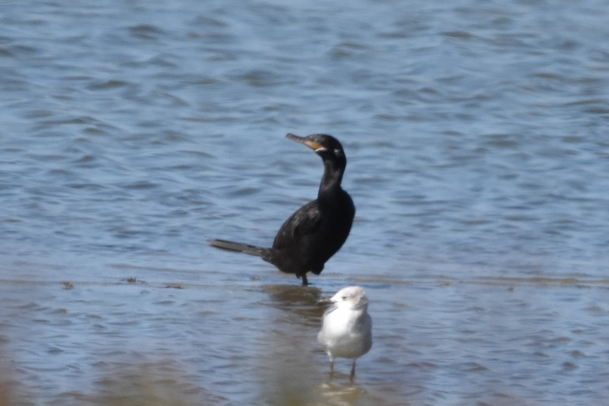 Neotropic Cormorant - ML642632866