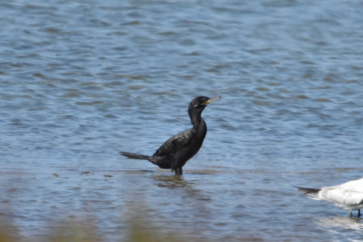 Neotropic Cormorant - ML642632867