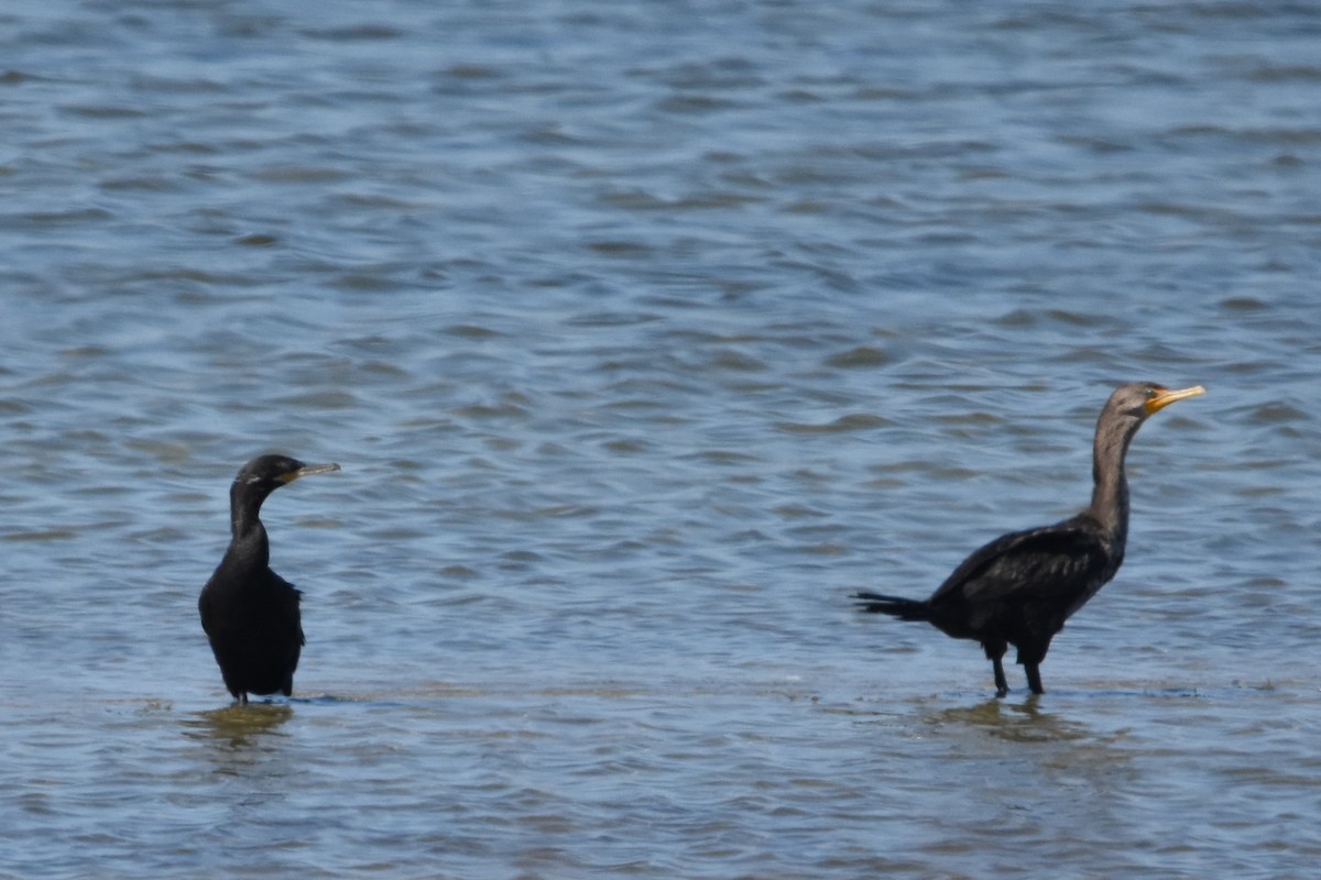 Neotropic Cormorant - ML642632868