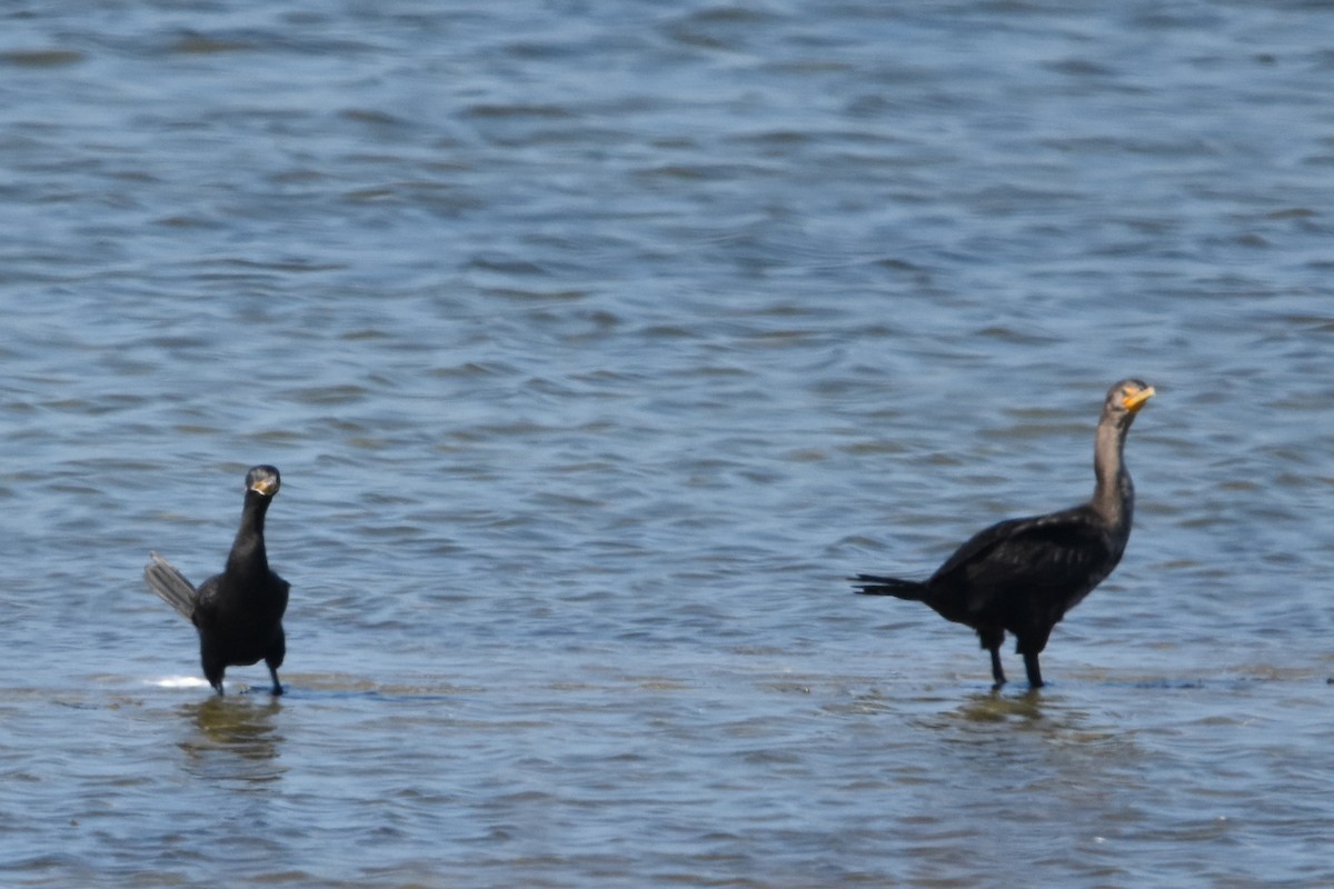 Neotropic Cormorant - ML642632869