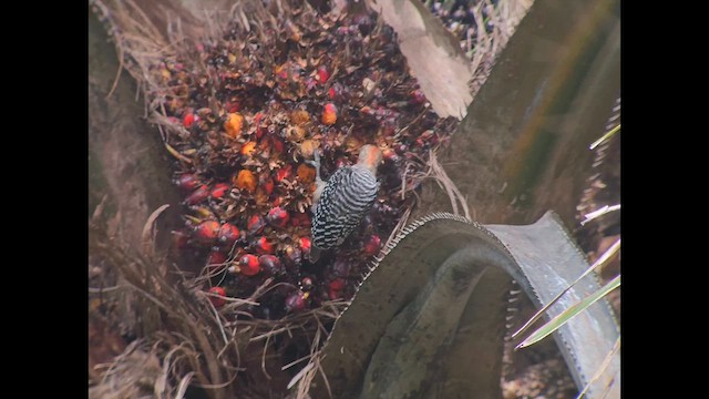 Red-crowned Woodpecker - ML642632872