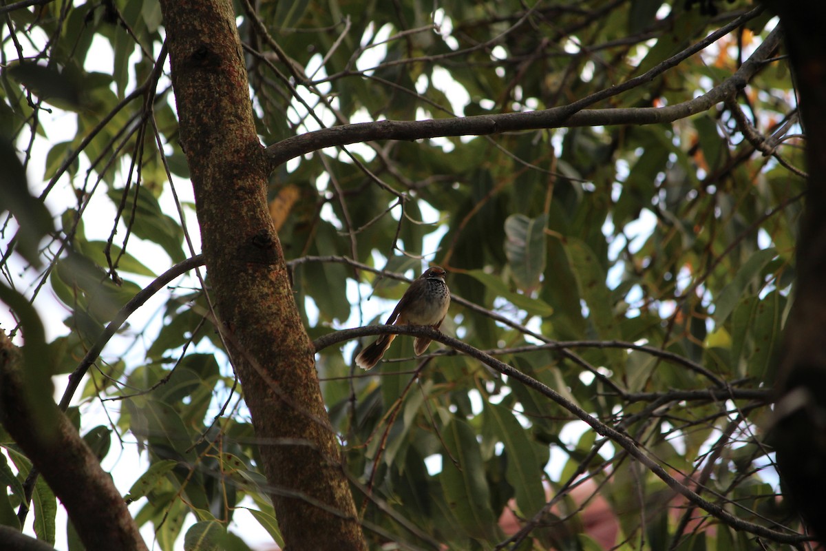 Australian Rufous Fantail - ML642632874
