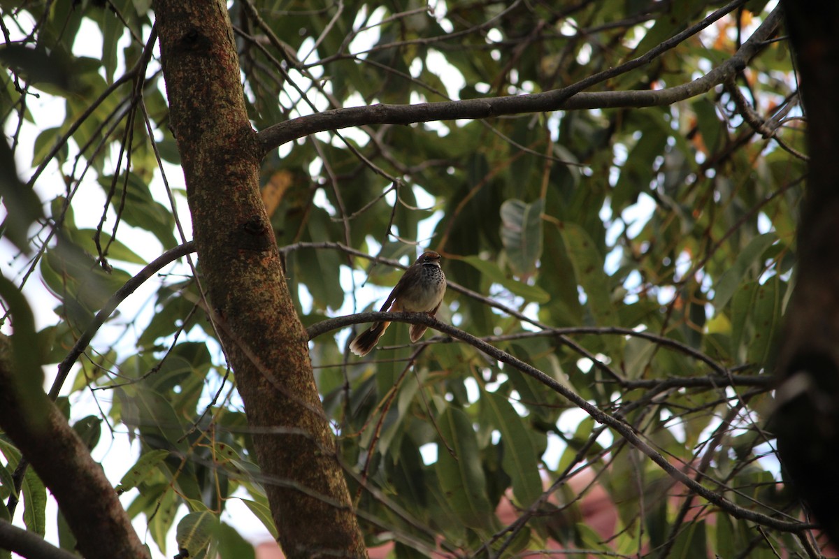 Australian Rufous Fantail - ML642632875