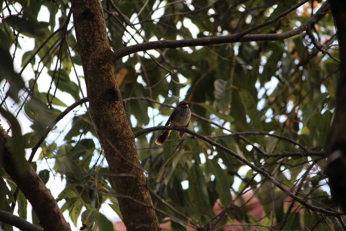 Australian Rufous Fantail - ML642632876