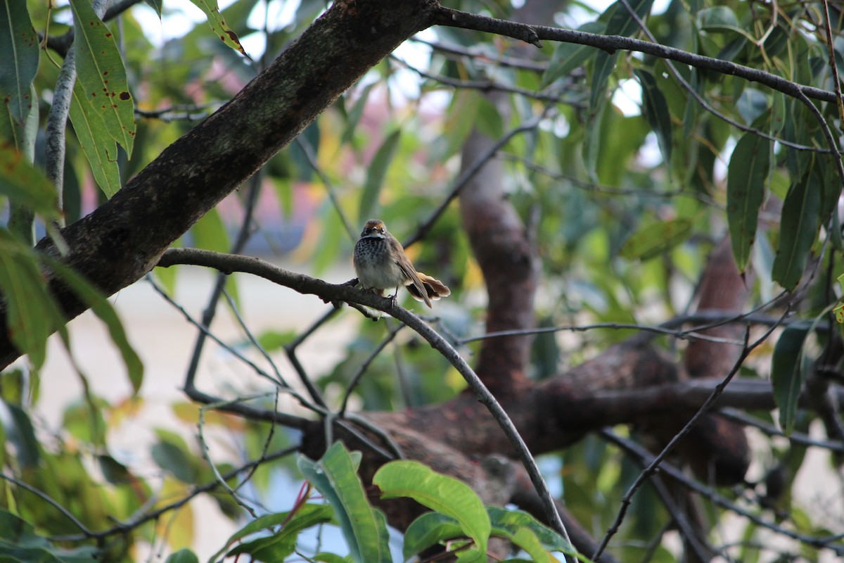 Australian Rufous Fantail - ML642632880