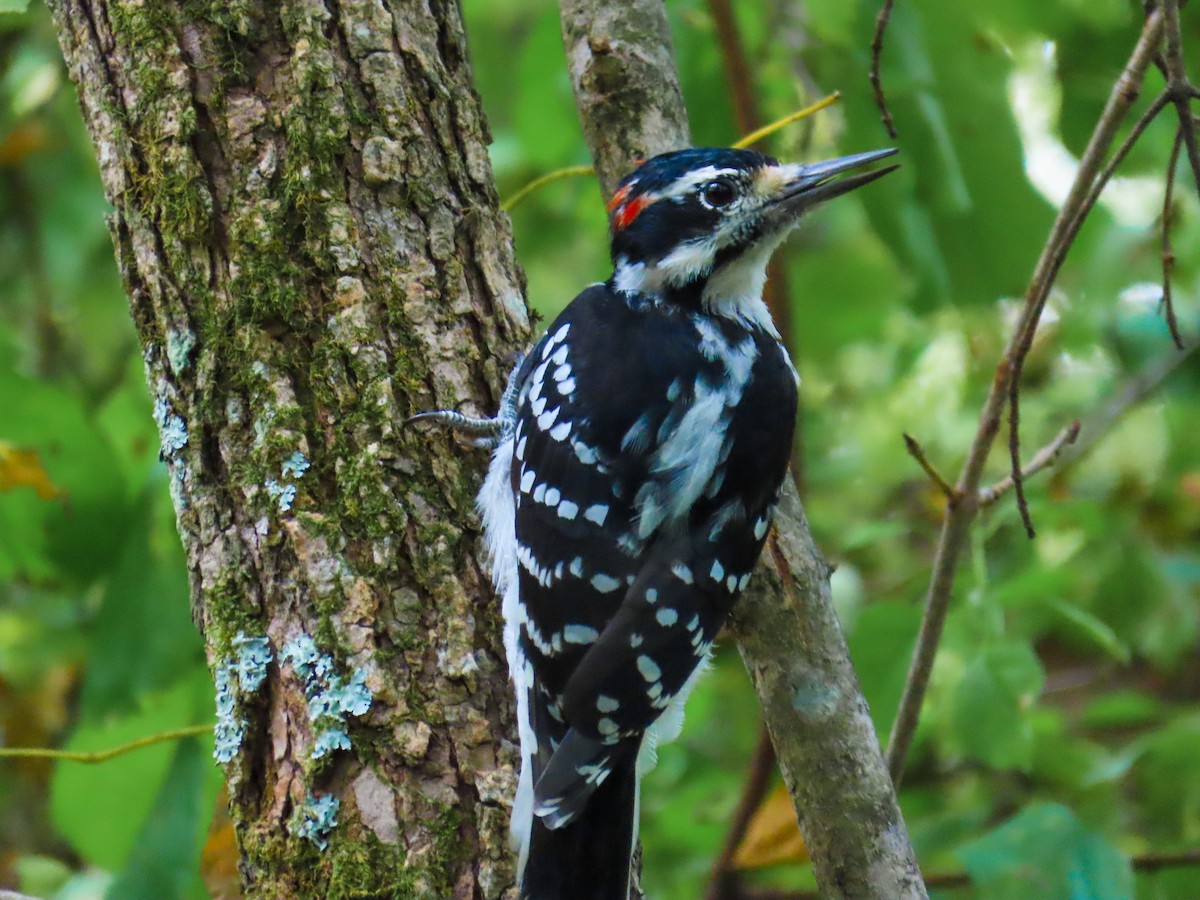Hairy Woodpecker - ML642632891