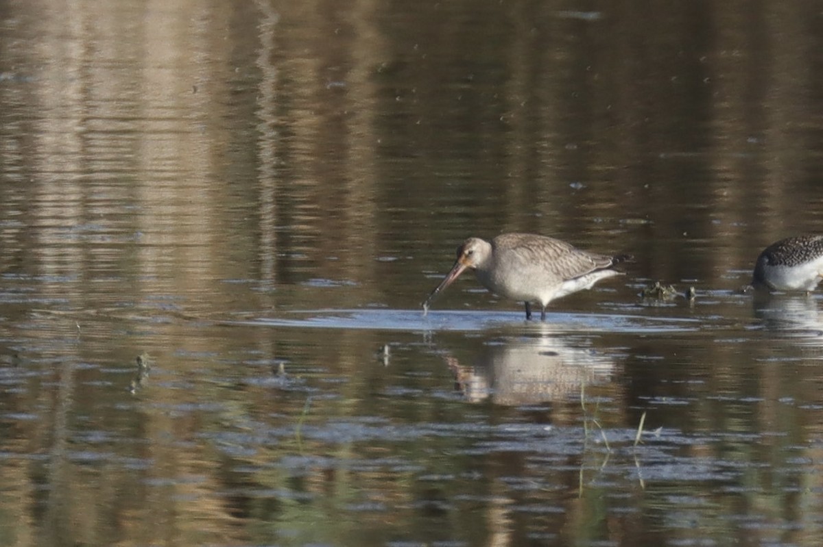 Hudsonian Godwit - ML642632898
