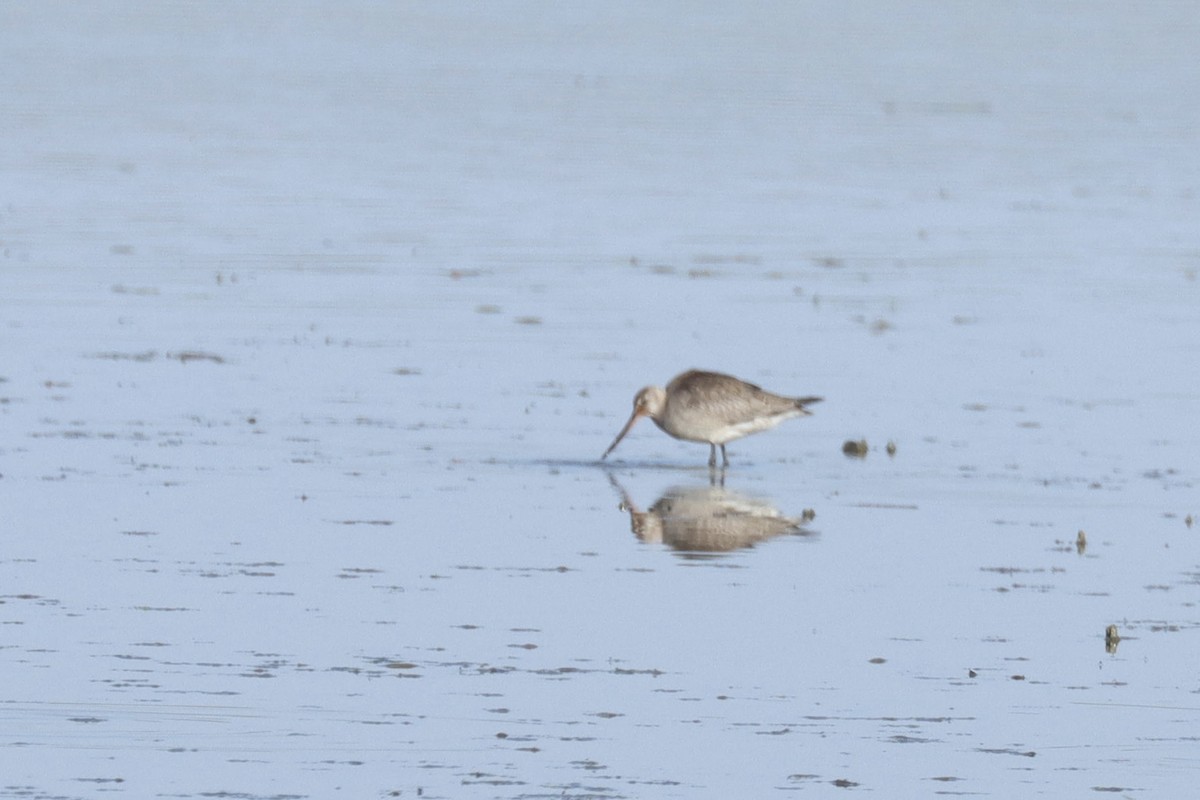 Hudsonian Godwit - ML642632899