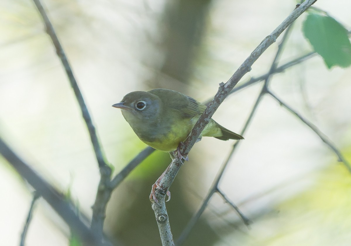 Connecticut Warbler - ML642632928